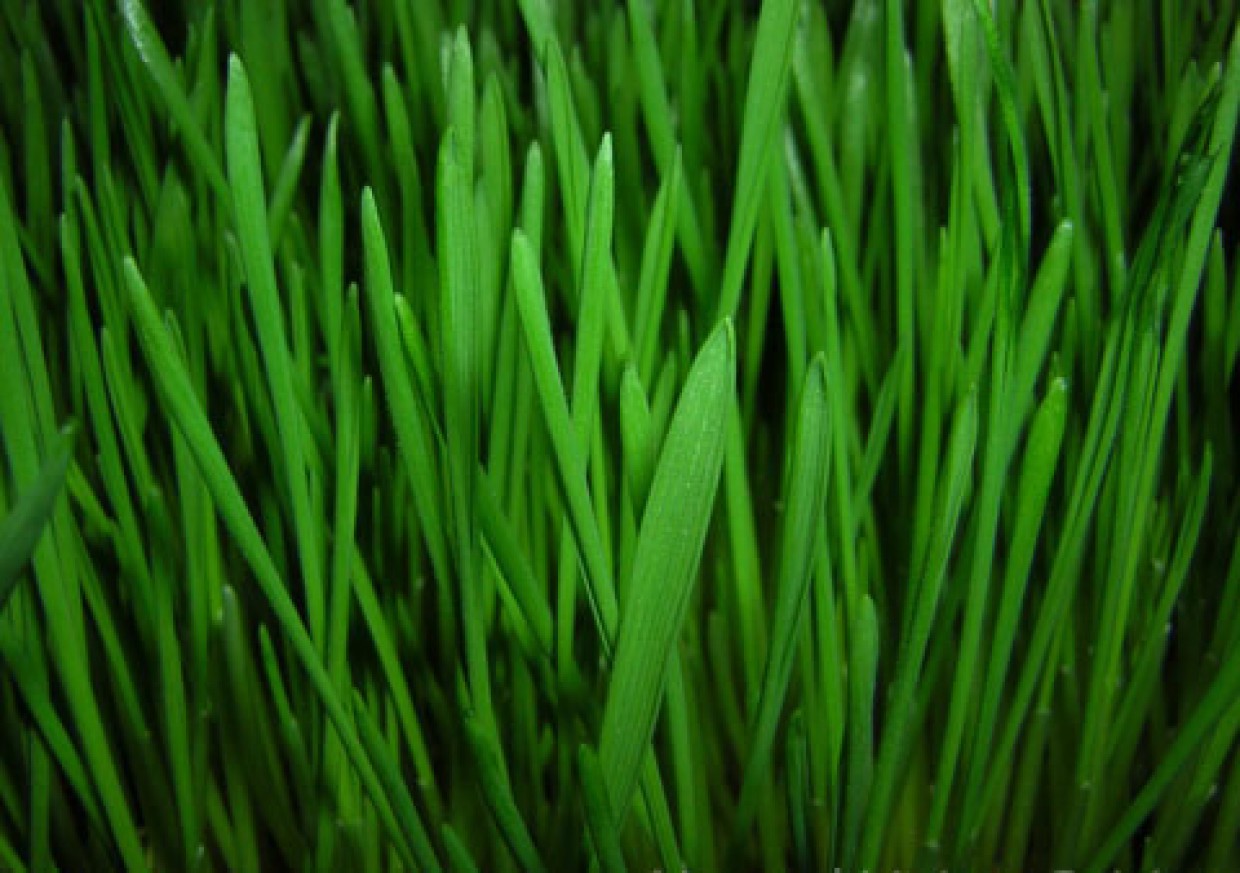 cropped-wheatgrass-juice-benefits4.jpg